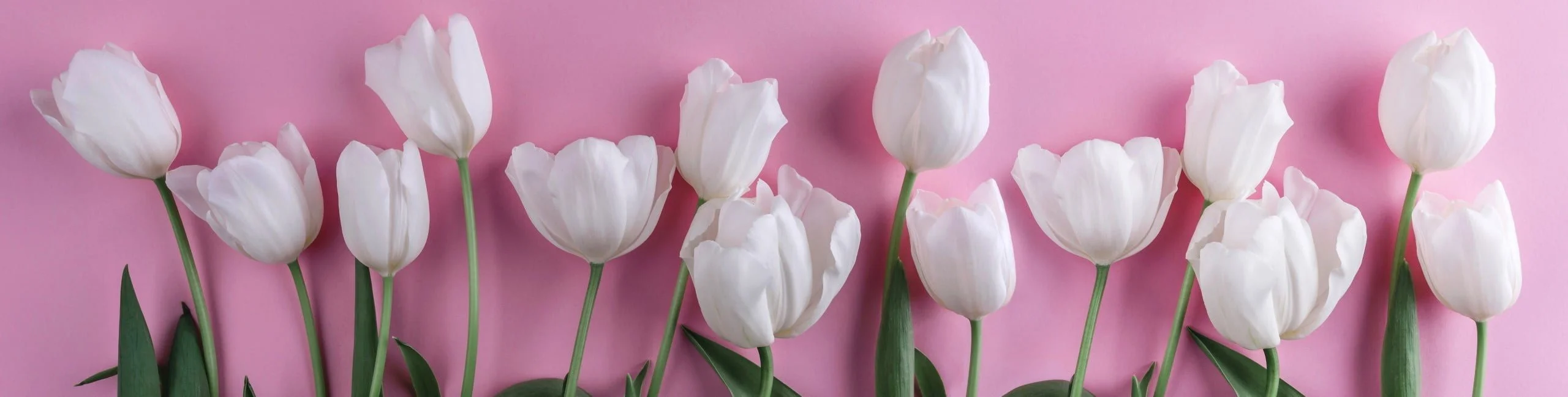 Hvide tulipaner